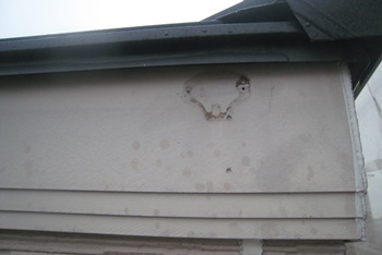 雨風を防止する破風板も傷んでいました。